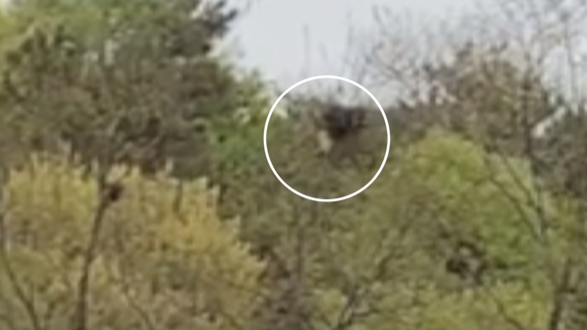 까치 둥지 덮치는 최상위 포식자 '담비'