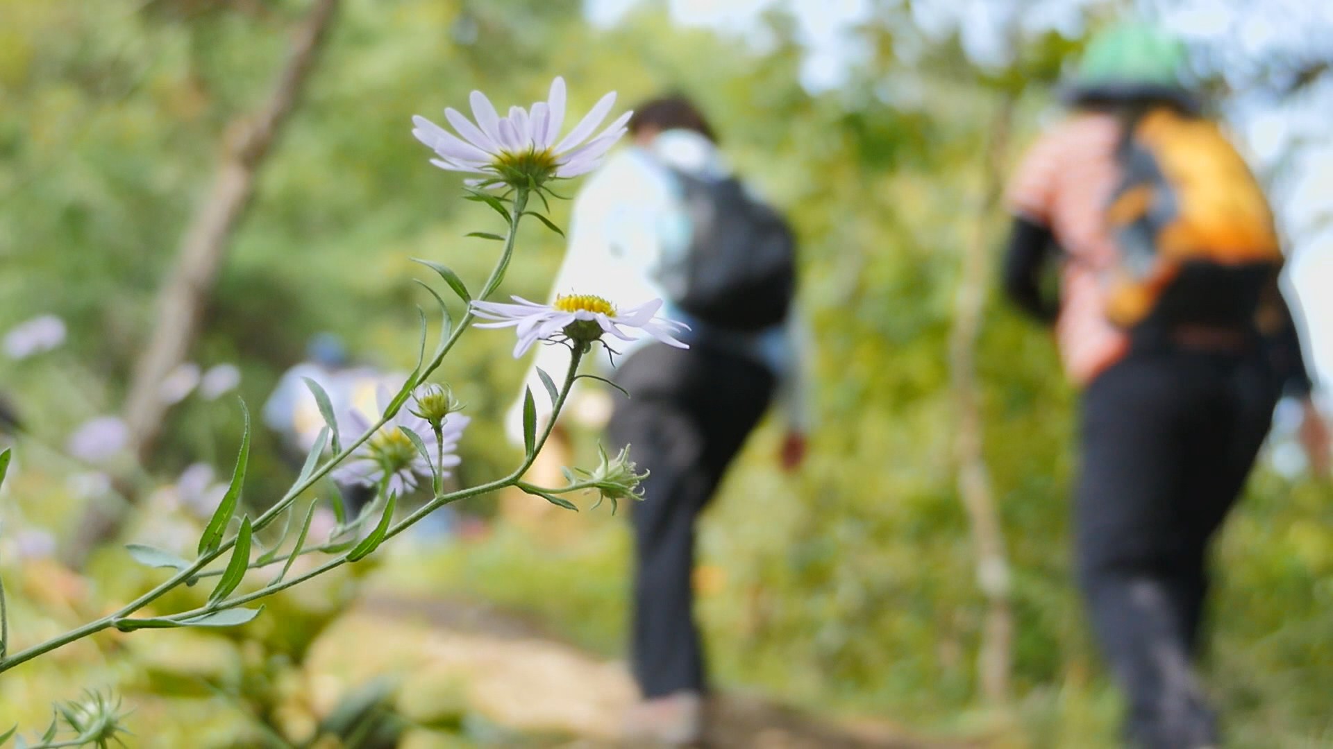 가을산 불청객…"독버섯·뱀 조심하세요"