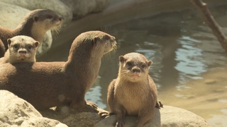 "세계 민물고기 한자리에"…<em class='find'온라인카지노 아벤카지노</em 수달도 무럭무럭