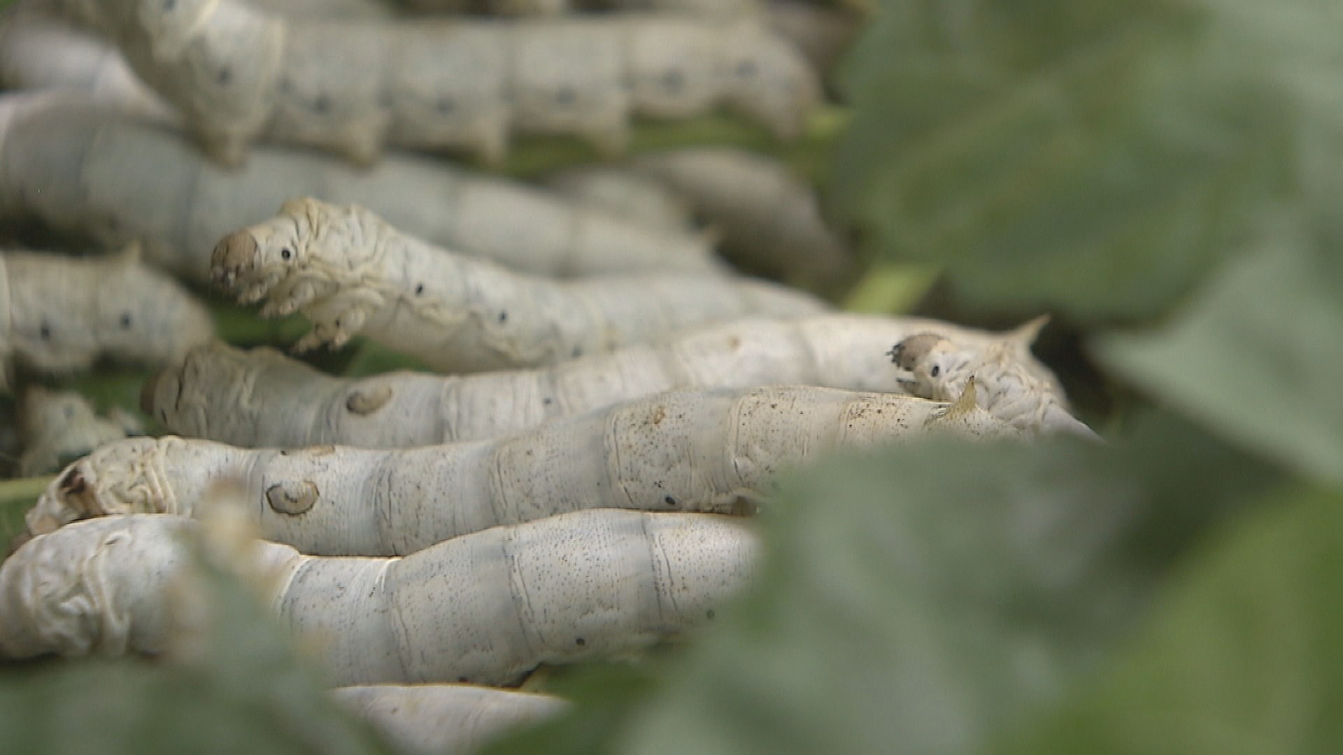 누에 동결건조한 '<em class='find'홍잠</em'…치매예방 온라인카지노 순위