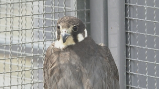 천연기념물 저어새도 구조…인천야생동물센터의 활약