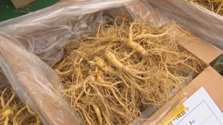 몸도 마음도 건강해지는 <em class='find'온라인카지노 추천</em 인삼축제