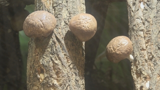 희귀종 100여종 전시부터 판매까지…괴산 온라인카지노 경찰 벳무브랜드