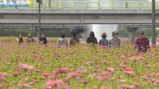 '10억 송이 꽃강을 거닐다'…장성 가을꽃 장관