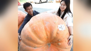 [주요신문 브리핑] 둘레 3.7ｍ 무게 319㎏ 호박 챔피언 신기록 外