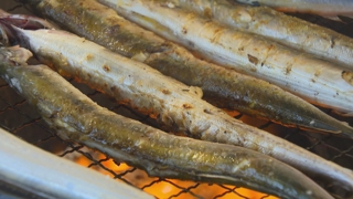 제철 맞은 도루묵·온라인카지노 먹튀 벳무브 '풍어'