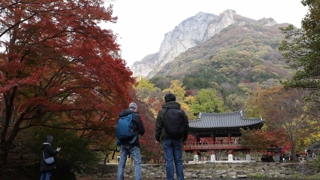 남녘 마이다스 온라인카지노 유니벳 절정…백양사 '애기단풍' 장관