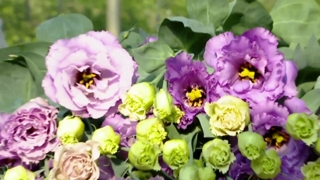 경북 화훼 재배농가 고소득 비결은?