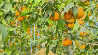 '꽃 대신 황금향이 주렁주렁'…태안 황금향 출하