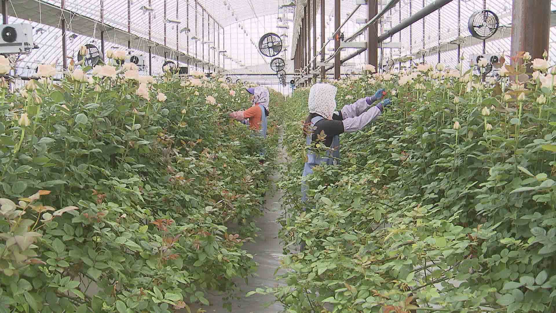 올해 최고 <em class='find'온라인카지노 조작</em 선정…농촌활력 견인 기대