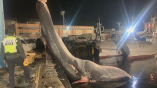 '길이 12ｍ, 무게 12t' 대형 고래…제주서 국내 첫 <em class='find'메이저카지노사이트</em