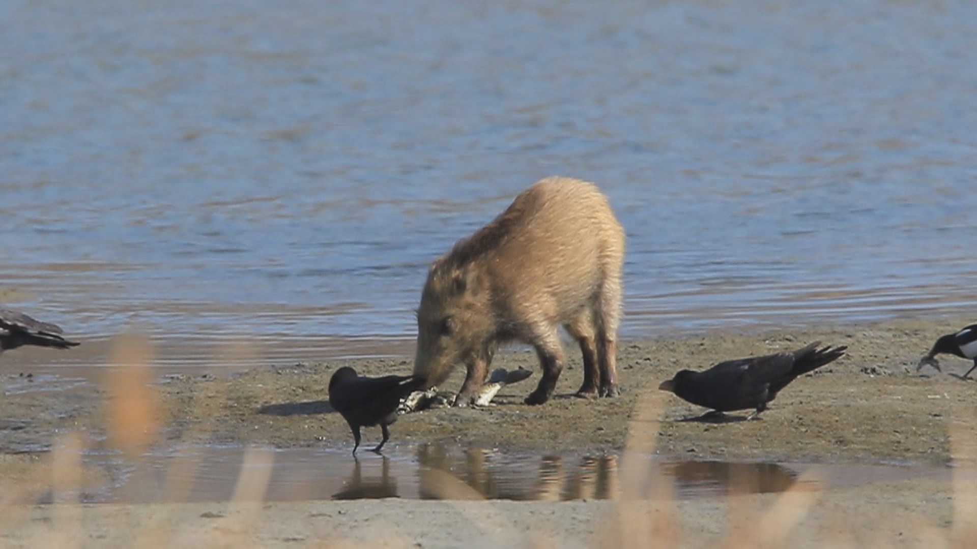 아프리카돼지열병, 저지선 뚫렸다…방역 '초비상'