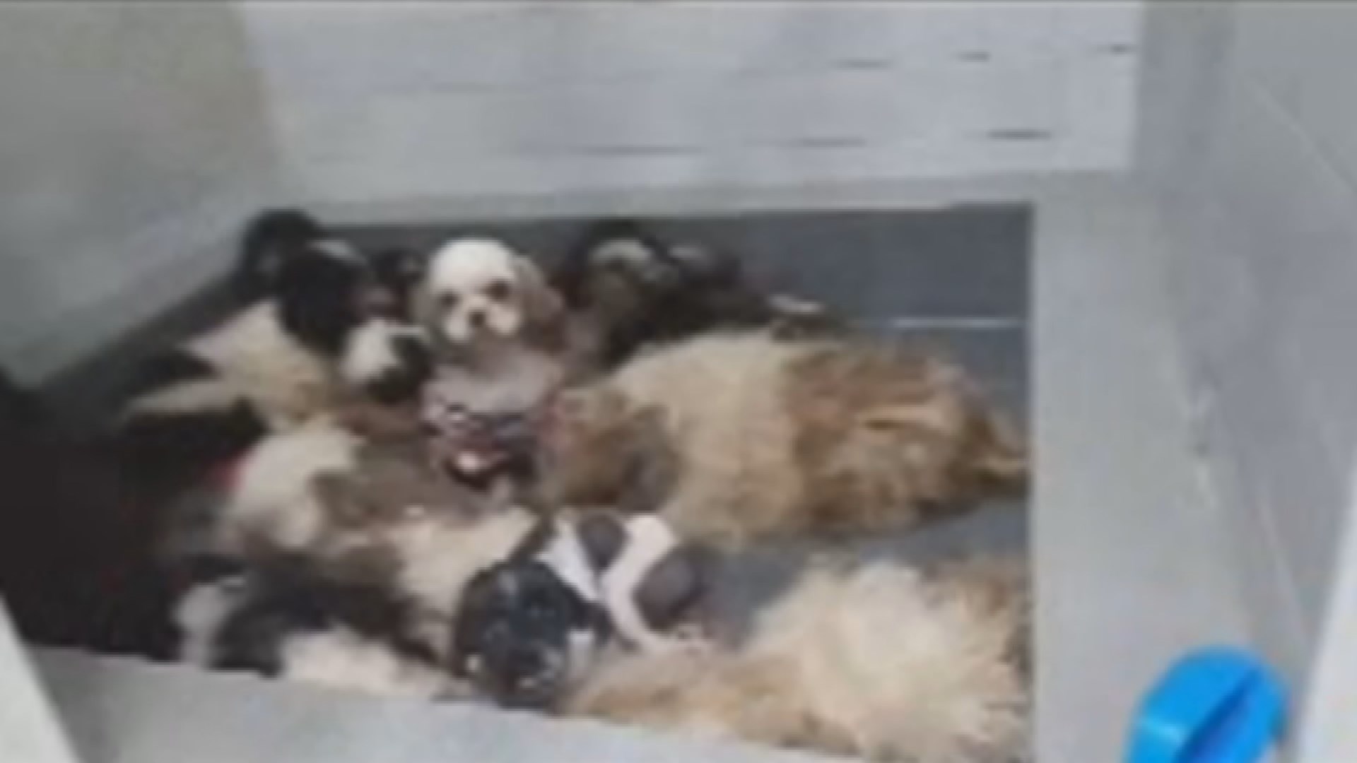 "마이다스 온라인카지노 벳무브만 잘 했어도"…동물보호소 강아지 33마리 폐사