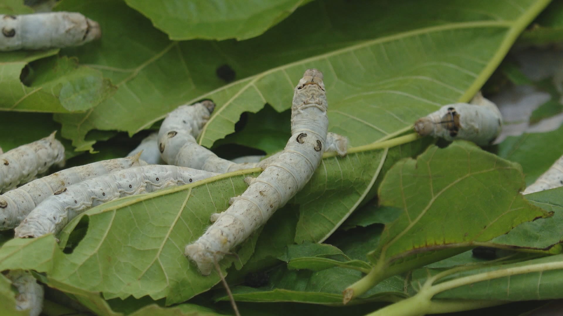 동결건조한 누에 '<em class='find'홍잠</em'…파킨슨병 증상 억제 온라인카지노 순위