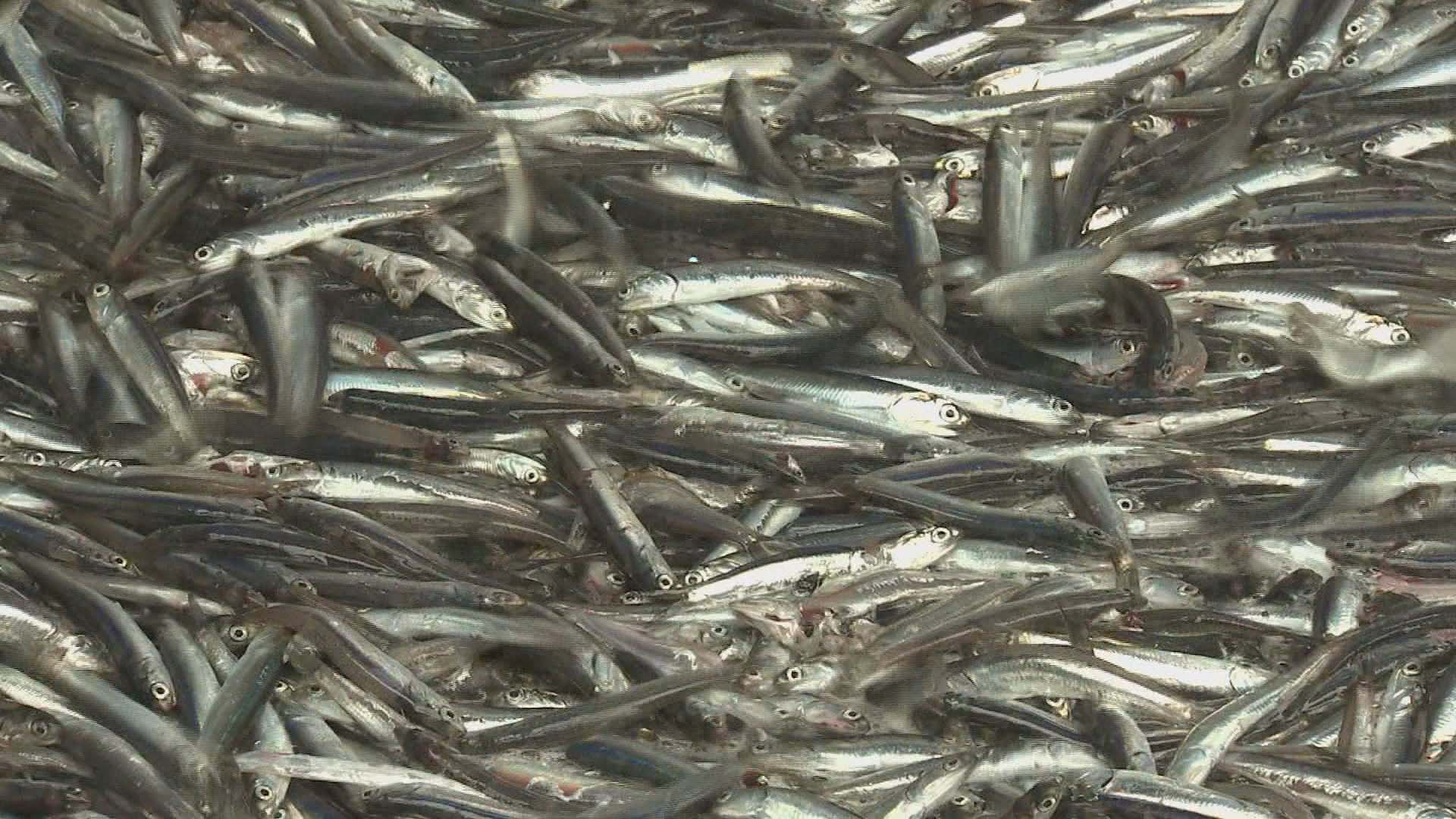 "연근해 멸치 어획량 50년새 2배 증가"