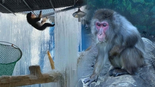 코로나19 장기화에 문 닫은 동물원…동물학대 논란도
