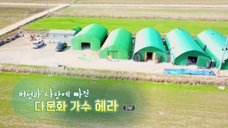 [온라인카지노 합법 유니벳] 버섯과 사랑에 빠진 다문화 가수 헤라 - 3부