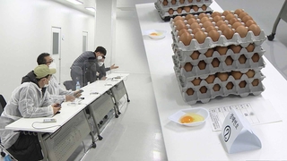 계란 공판장 '첫 거래'…계란값 고공행진 멈출까