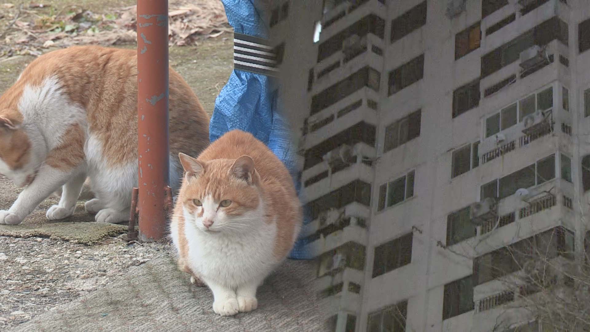 [핫클릭] 부천 아파트 정전…"고양이가 고압선 건드려" 外