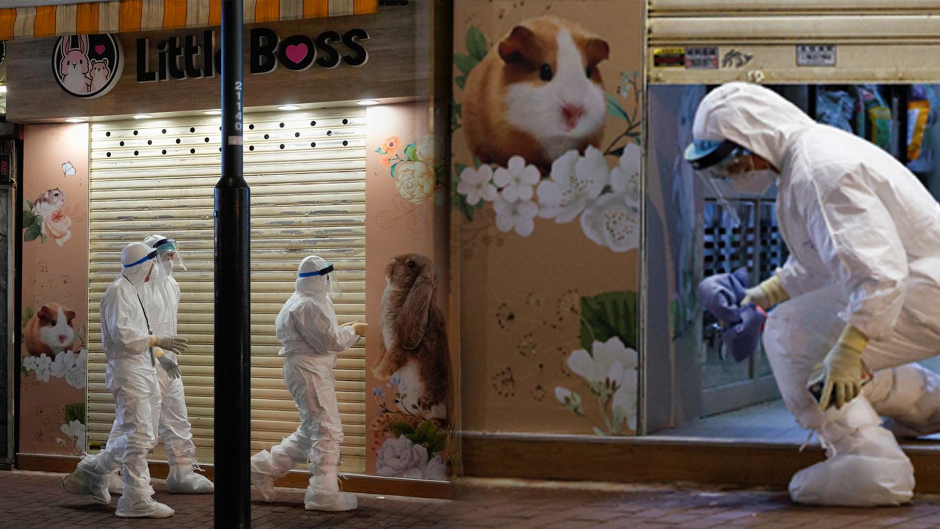 온라인카지노 커뮤니티 햄스터 2천마리 안락사 파문…"바이러스 돌연변이 발견"