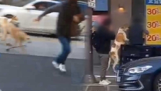 집 탈출 중형견 4마리, 소형견 물어 죽여…주인도 부상