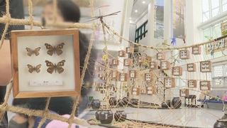 생태계 보고 창녕 우포늪에 멸종위기 곤충 '날갯짓'