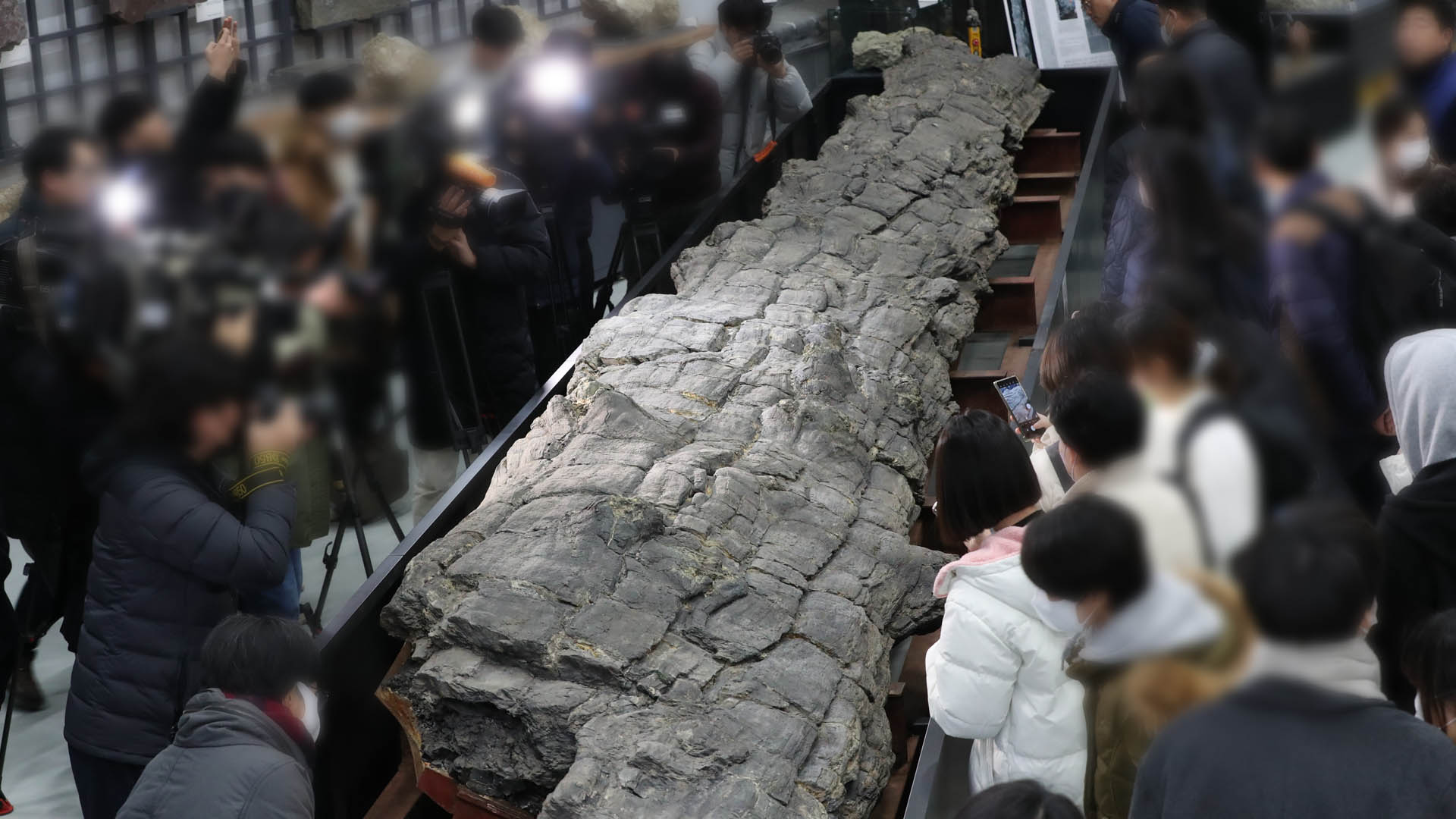 2천만 년 전 나무의 모습…가장 큰 나무화석 공개