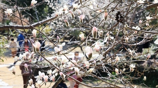 반짝 추위 풀리면 봄 시작…벚꽃 일주일 일찍 핀다