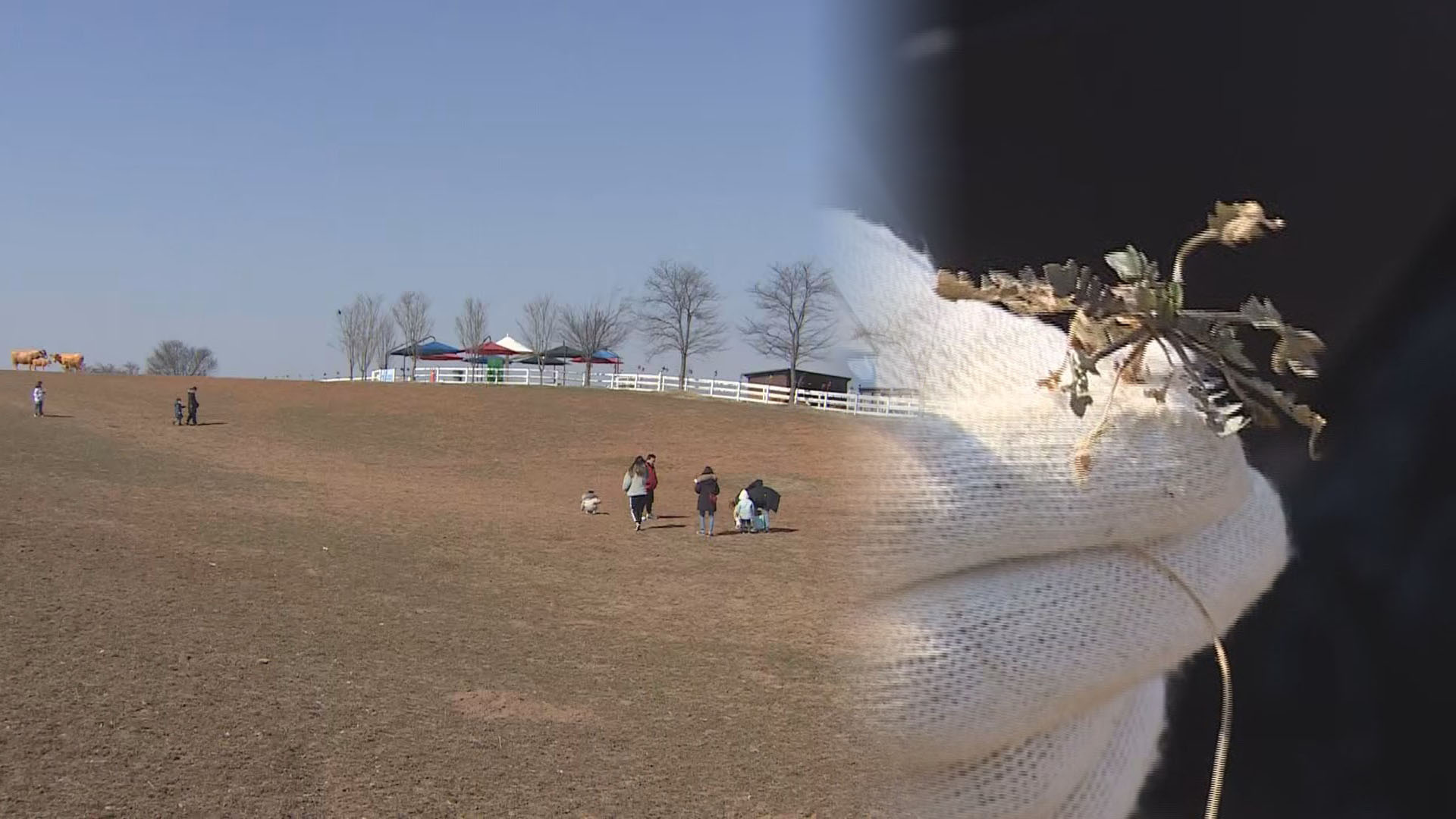 봄 내음 가득한 냉이 축제…주말 나들이객 북적