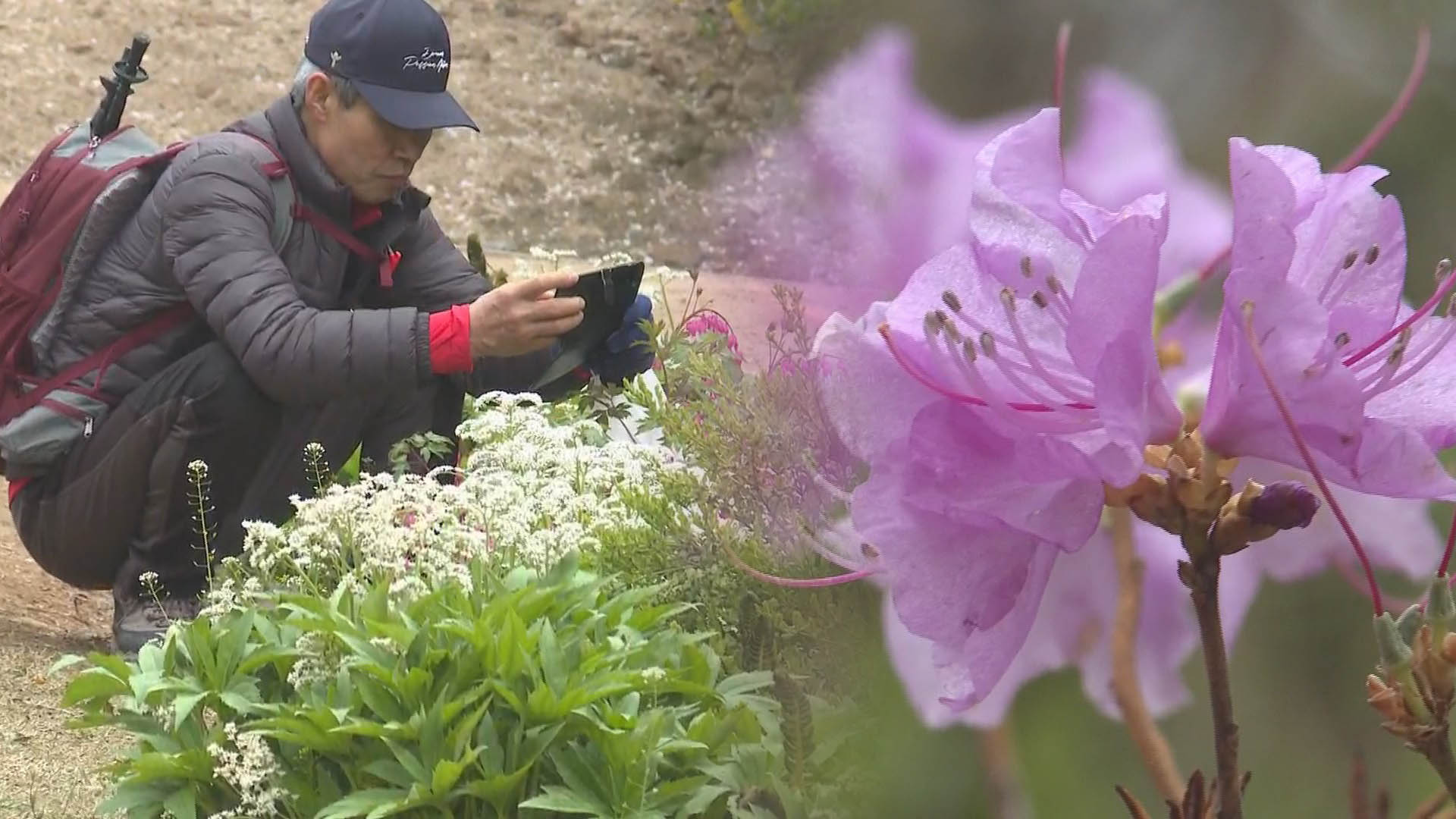 '비밀의 숲' 관악온라인카지노 롤링원 개방…23일간 봄 나들이