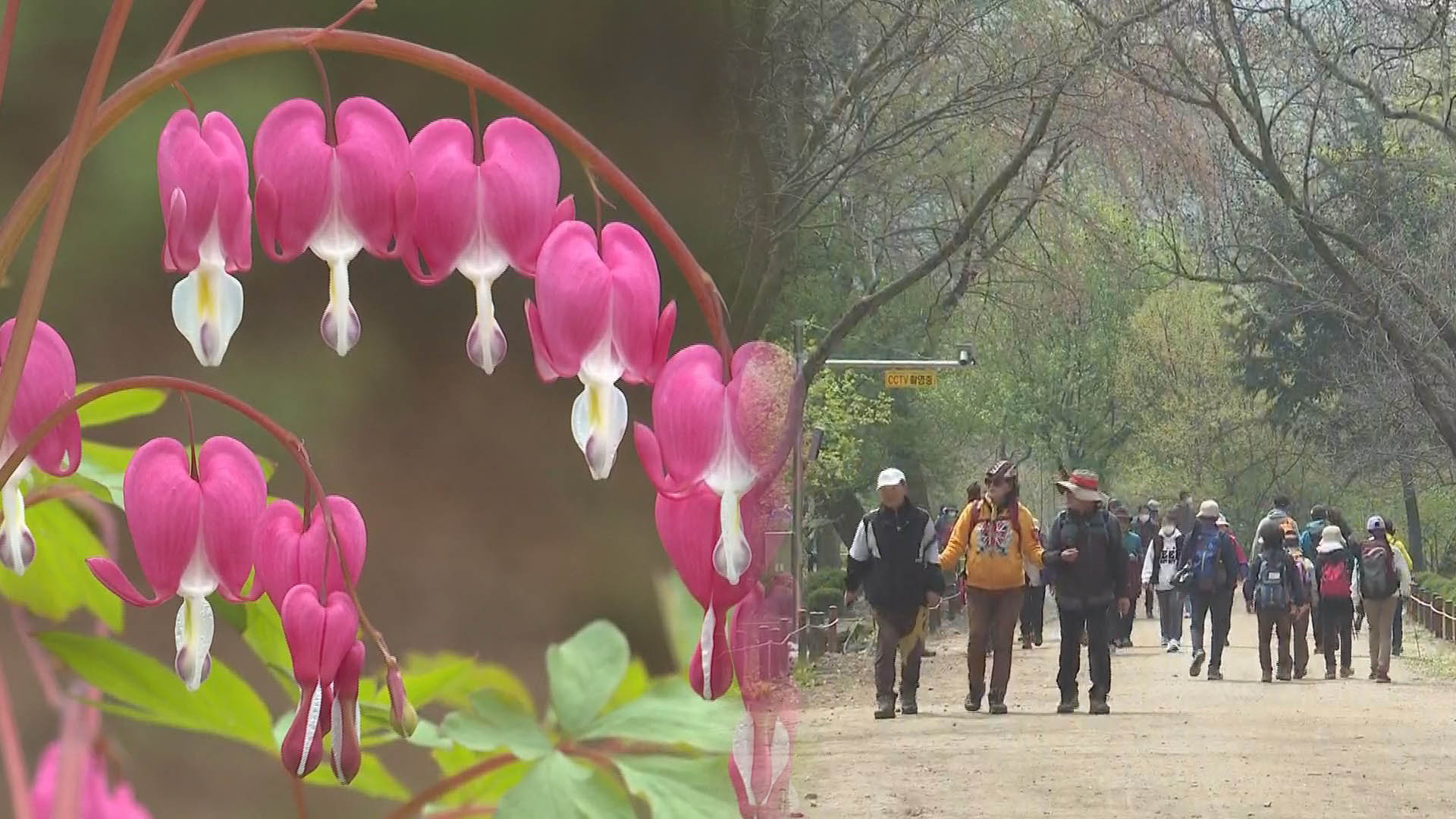 '비밀의 숲' 관악온라인카지노 롤링원 개방…23일간 봄 나들이