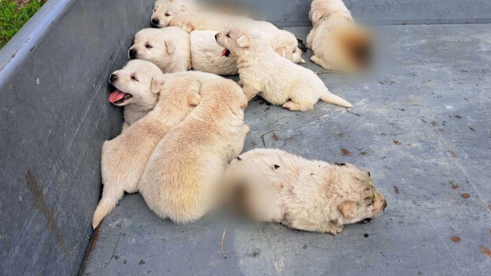 강원 <em class='find'온라인카지노 경찰 벳엔드</em 화재 현장서 강아지 10마리 극적 구조