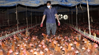 폭염에 지친 축산농가…불볕 더위에 가축도 '헉헉'
