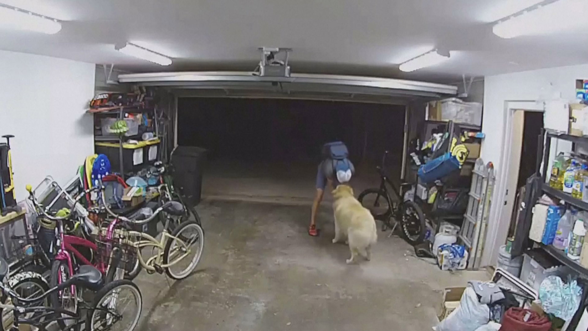 [지구촌톡톡] '나랑 놀아주개!' 자전거 도둑과 신나게 논 반려견 外