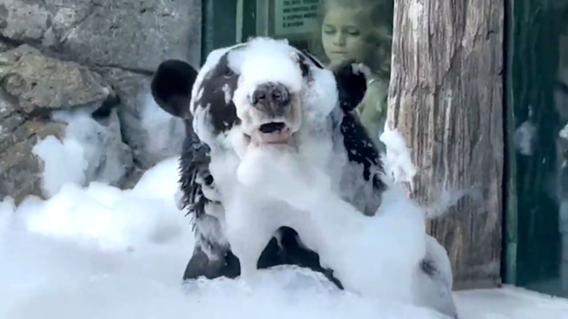 [지구촌톡톡] 거품 목욕에 푹 빠진 곰…알고 보니 주방세제 거품 外