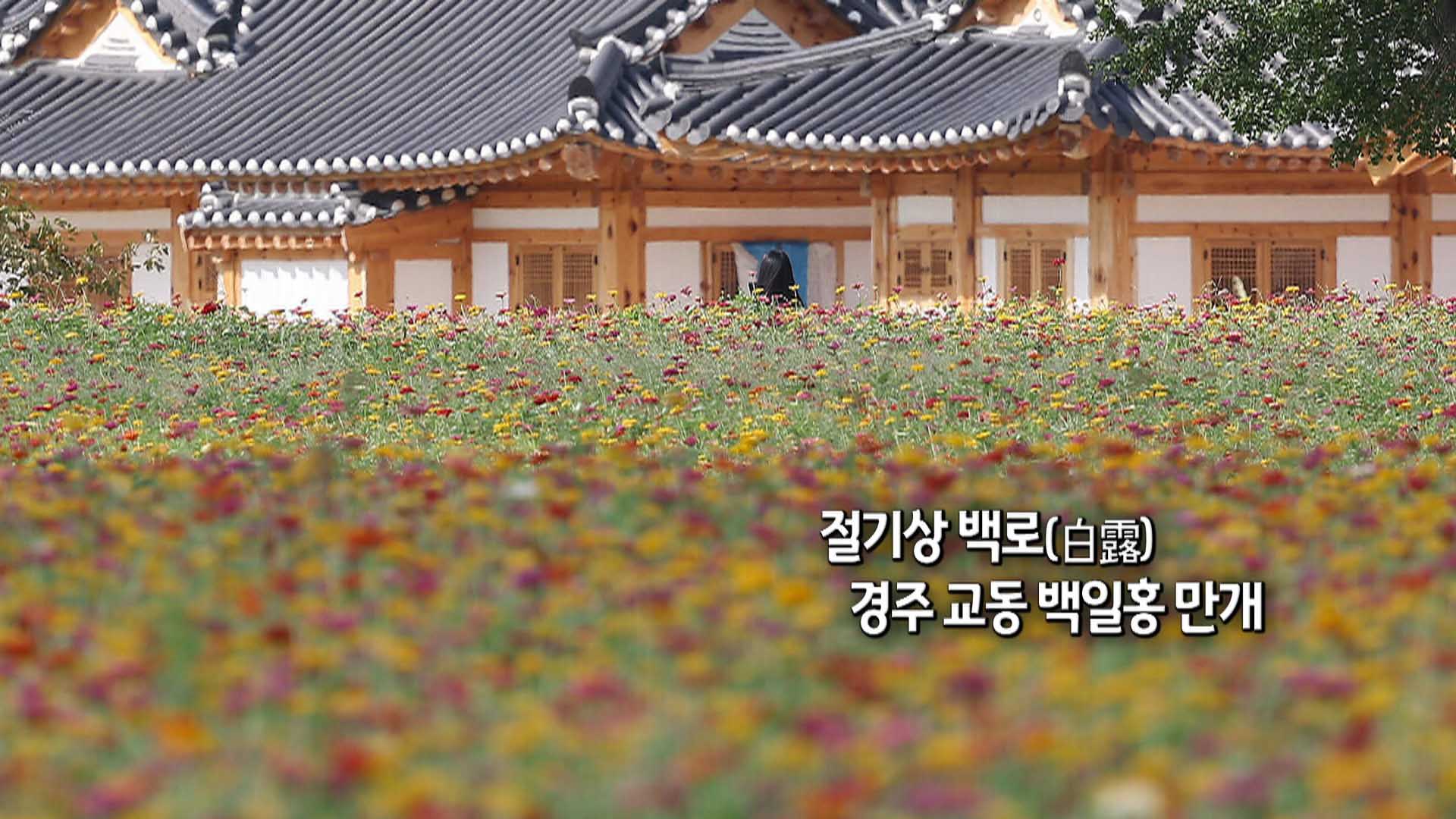 [사진구성] 절기상 백로(白露) 경주 교동 백일홍 만개 外