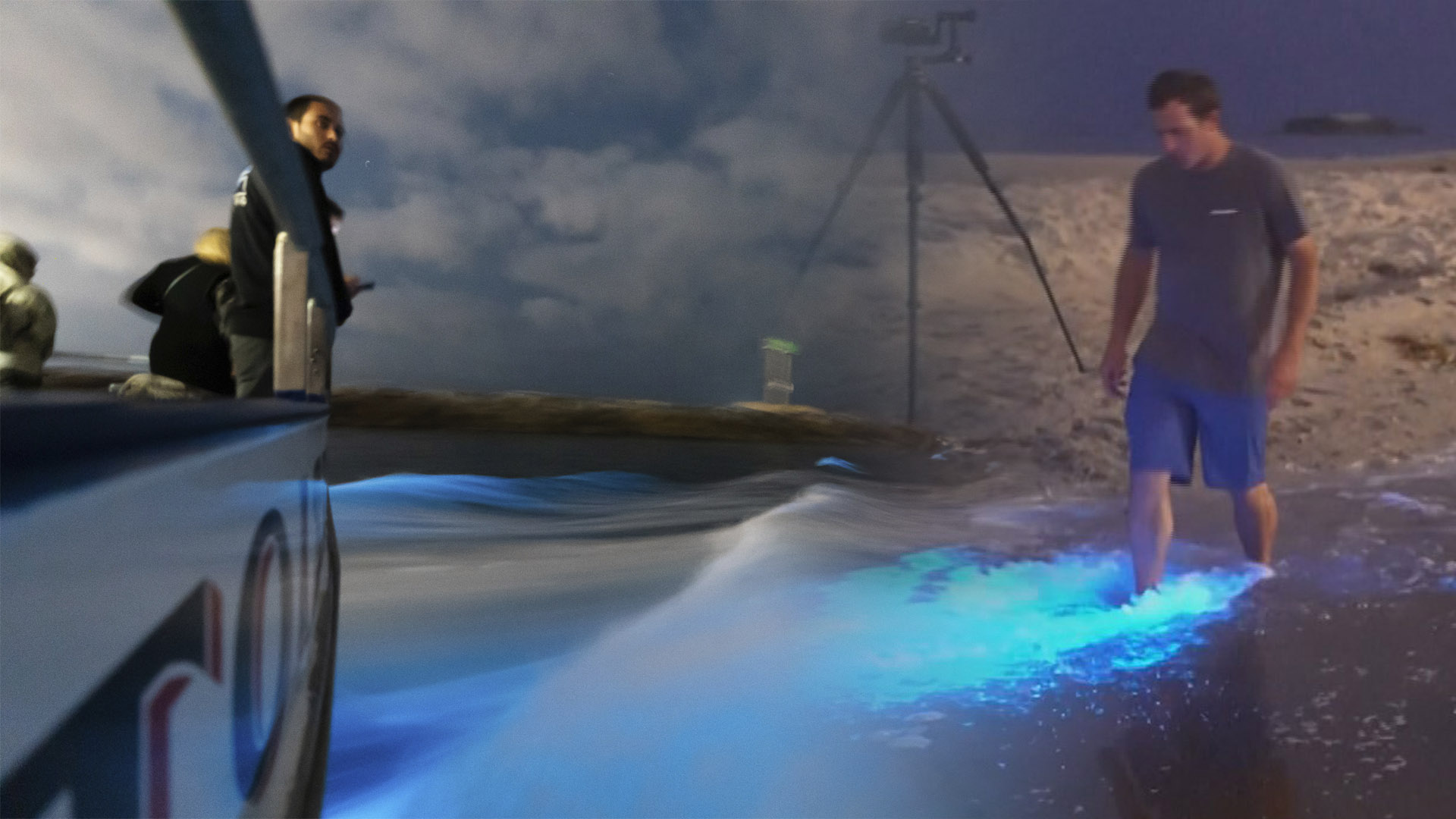 [지구촌톡톡] 푸른 빛 뿜어내는 돌고래…공연장 진상의 정체는?