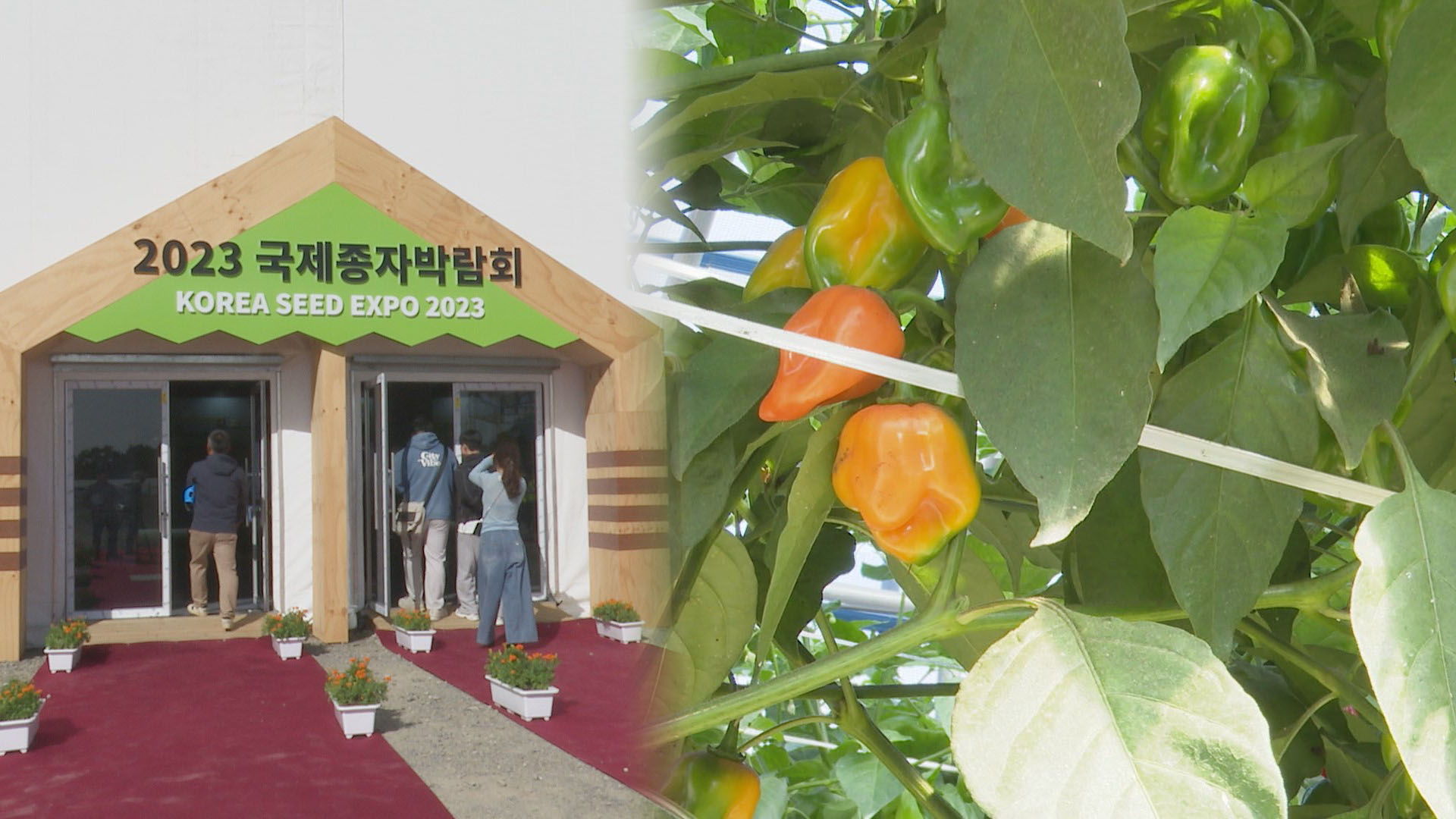 국가대표급 K-<em class='find'종자</em 한 자리에…<em class='find'사설 카지노</em 개막