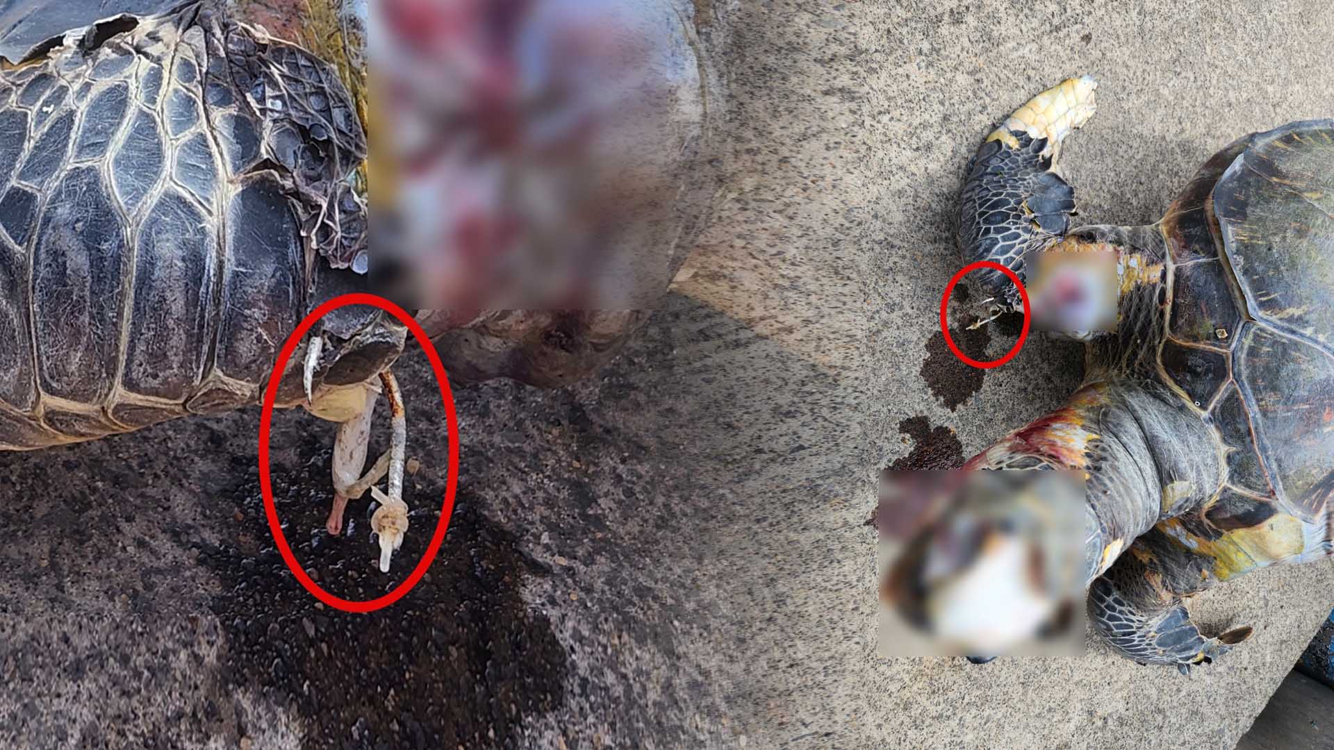 보호종 '푸른바다거북' <em class='find'온라인카지노 후기 벳위즈</em 박힌 채 사체로 발견