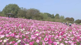 가을 축제 만끽한 휴일…당분간 맑고 쌀쌀한 날씨