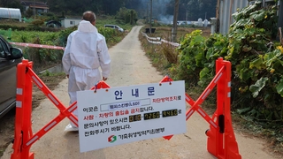 럼피스킨병 남하…'최후 방어선' 경북 등 방역 안간힘