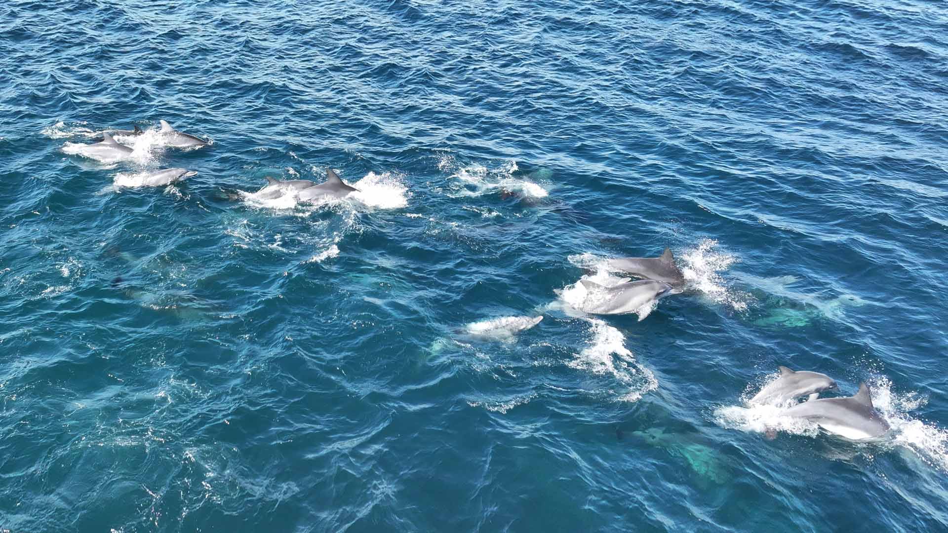 온라인카지노 합법 유니88 법적 권리를…제주도, 국내 첫 '생태법인' 추진