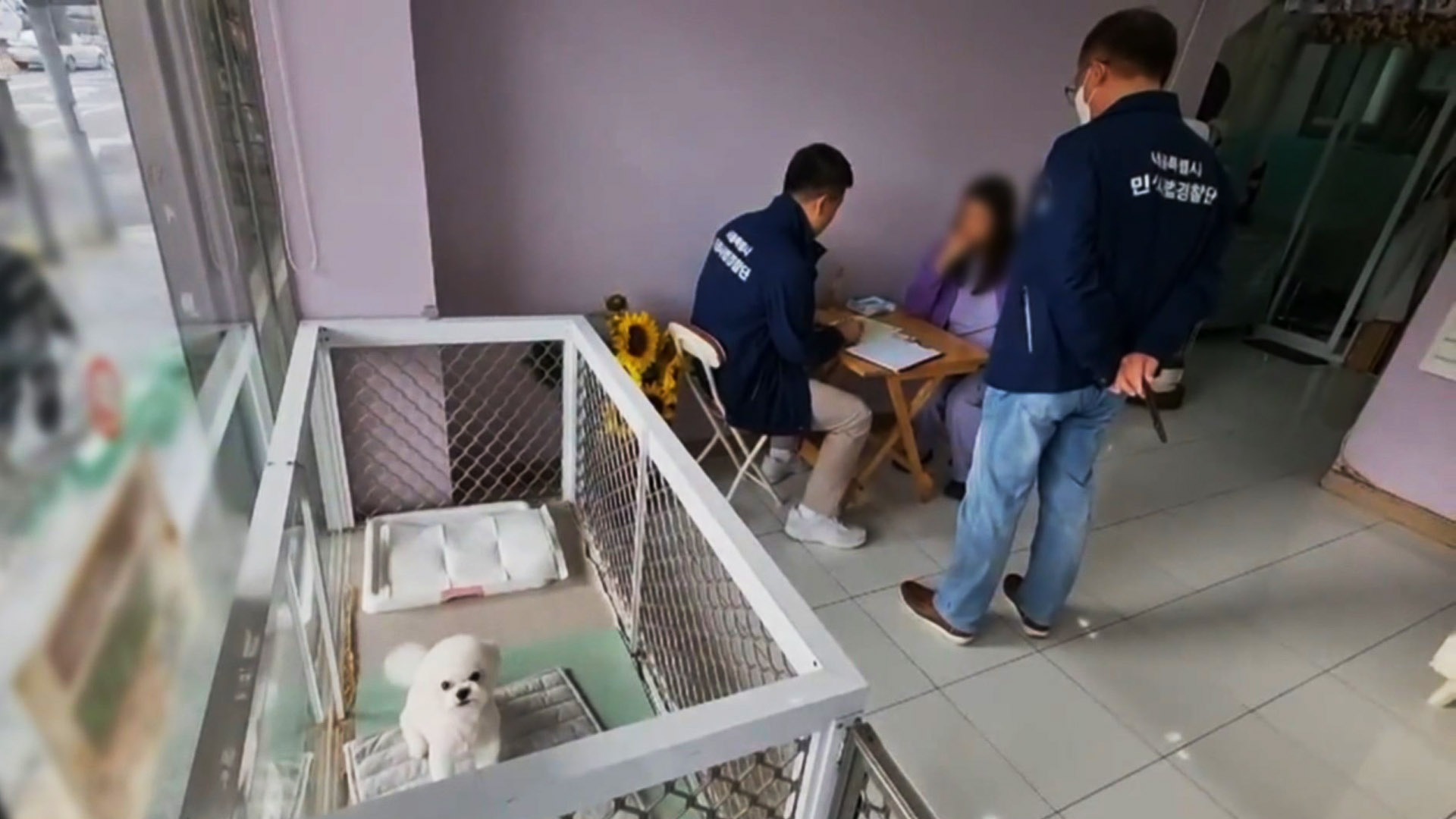 주방이 고양이 놀이터?…서울시, 동물보호법 위반업소 41곳 적발