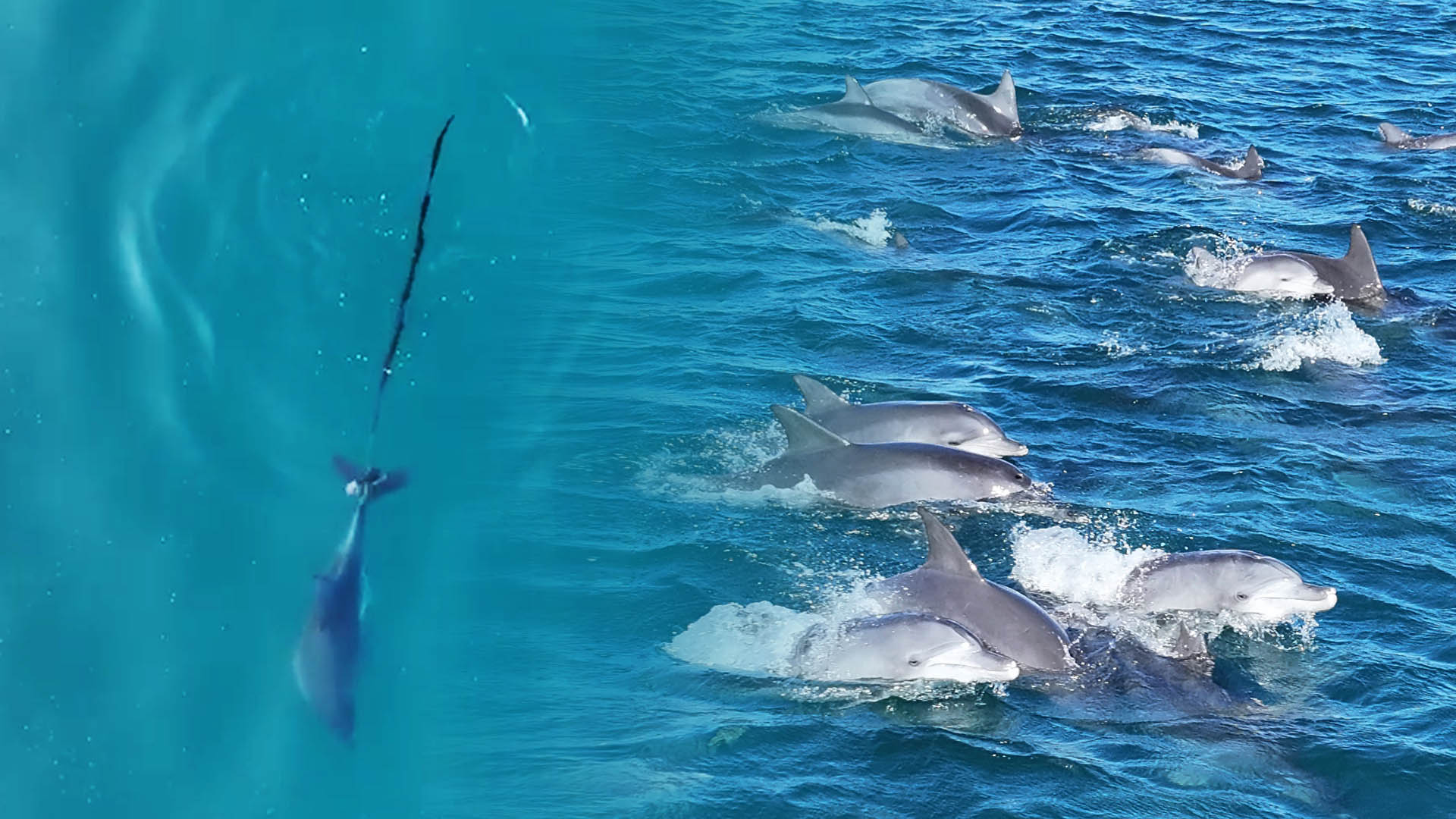 "조금만 버텨"…낚싯줄 얽힌 남방큰온라인카지노 합법 유니88 구조 돌입