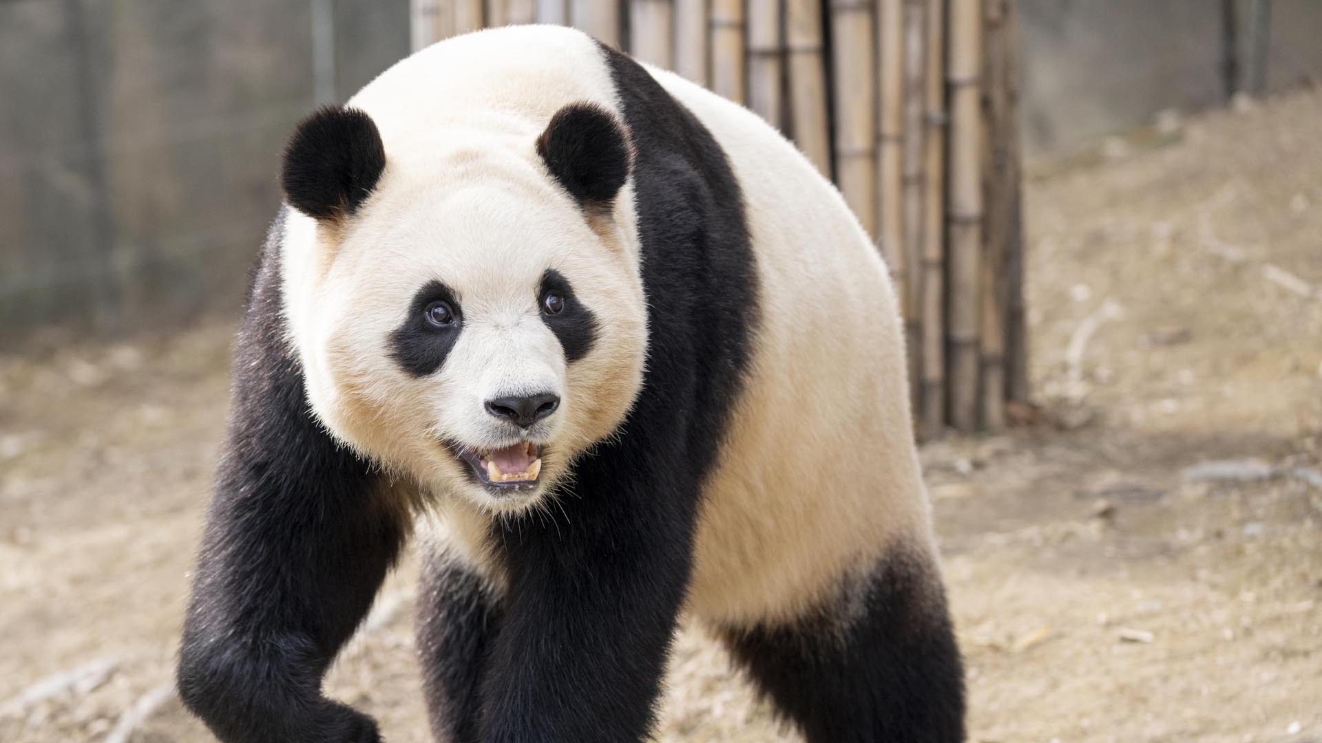중국으로 돌아가는 '푸바오'…마지막 볼 날은 3월 3일