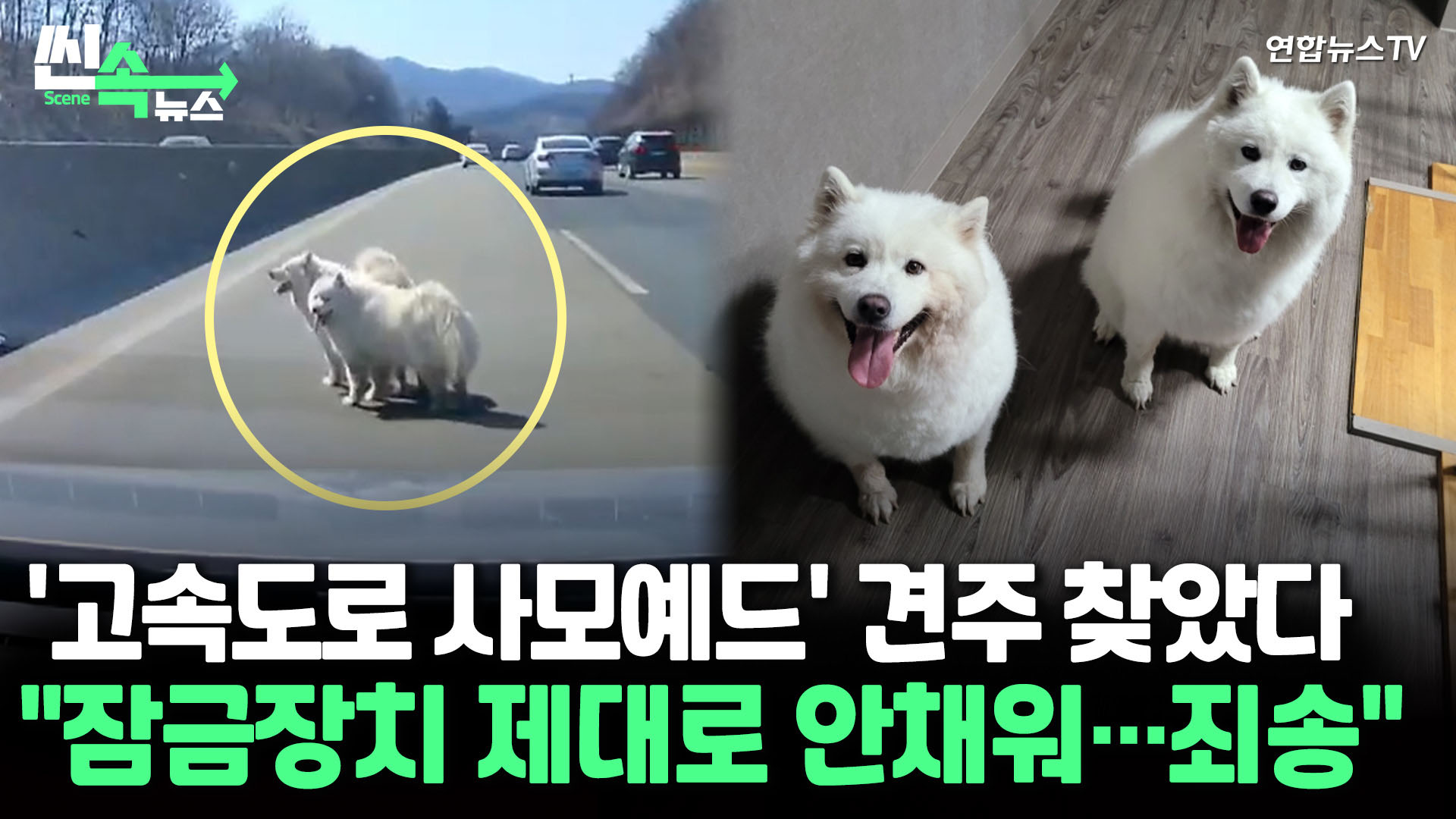 [씬속마이다스 온라인카지노 벳엔드] '고속도로 사모예드' 견주 찾았다 "잠금장치 제대로 안채워…죄송"