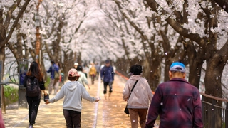 이상고온에 초고속 만발…화창한 주말 '벚꽃 절정'
