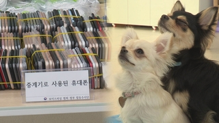 보이스피싱 형량 강화될 듯…동물학대도 양형기준 신설