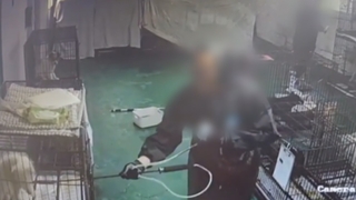 '마취 안 하고 고통사'…동물보호센터서 불법 안락사 의혹