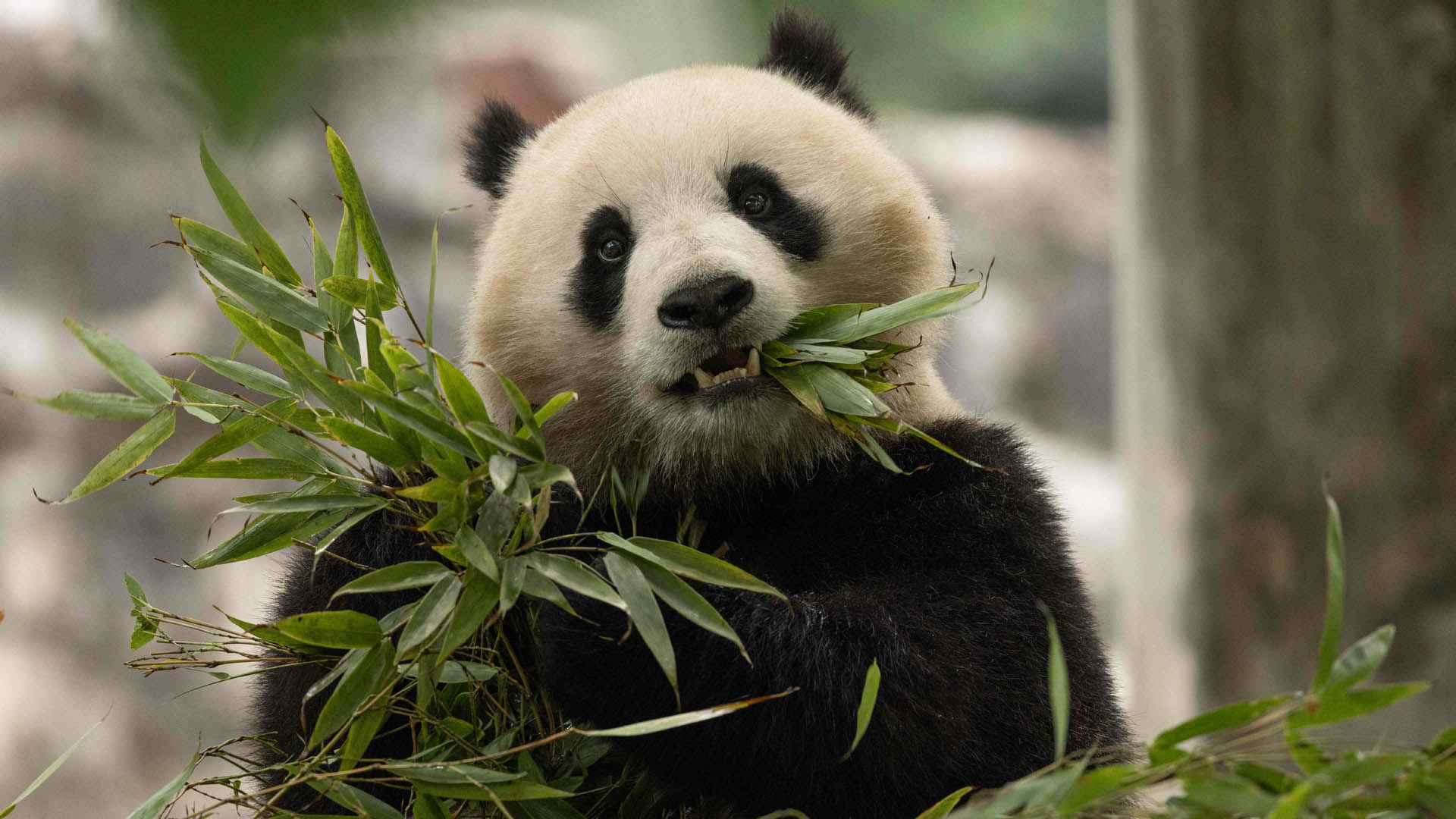 온라인카지노 주소, 미국에 올해 <em class='find'판다</em 한 쌍 더 보내기로